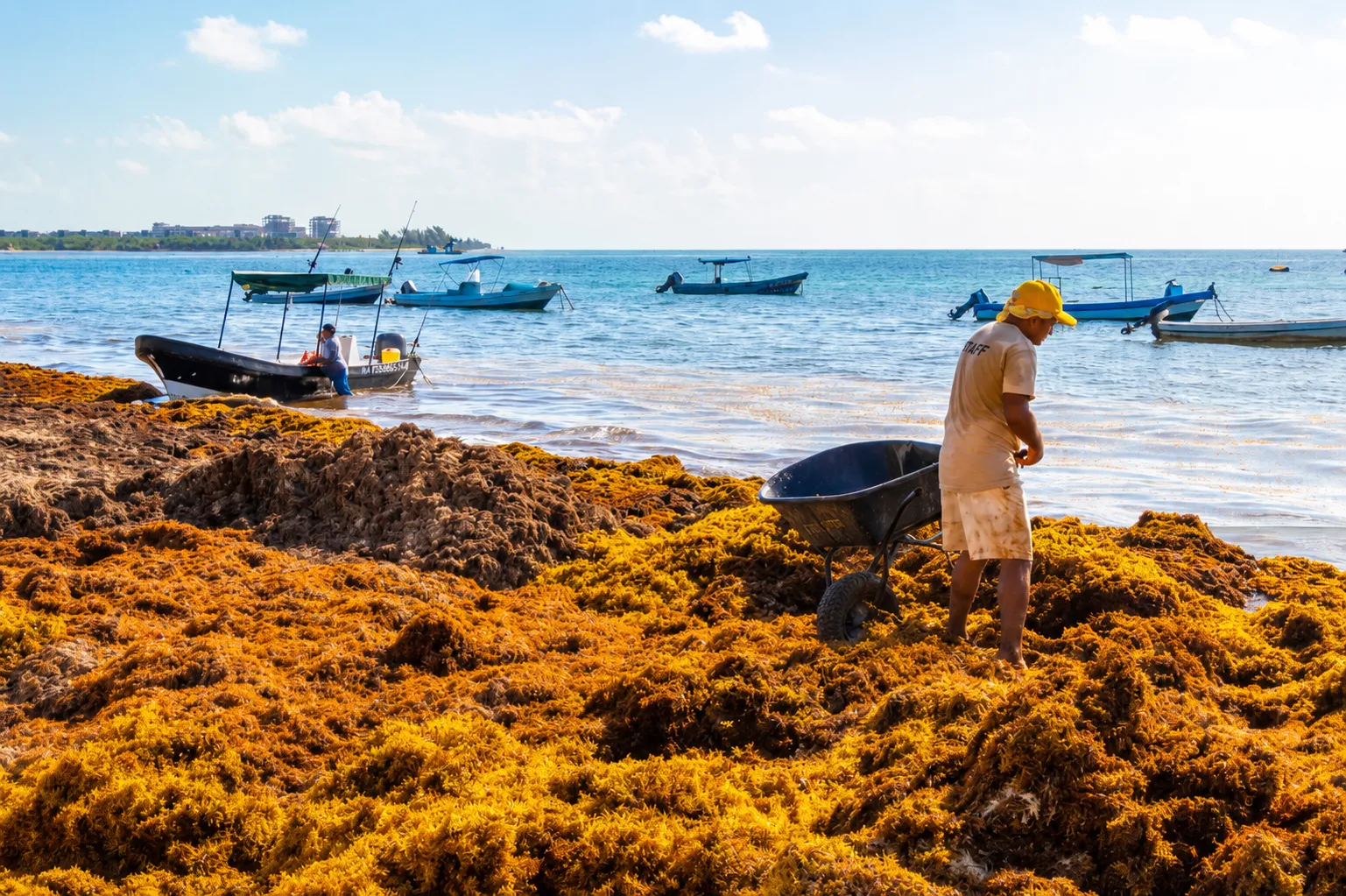 Sargassum collection: hotel coastline hit by strandings